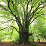 Grüner Baum - Verbindung zur Natur und Erdstrahlen