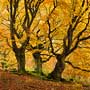 Wald im Herbst - Symbol für Naturkräfte und Kraftlinien