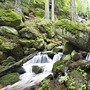 Bach im Wald - Symbol für unterirdische Wasseradern